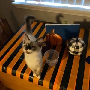 Meet your Posher, Hannah